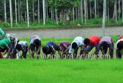 Students get a feel of farm activity; take part in Neji Naati at Konaje
